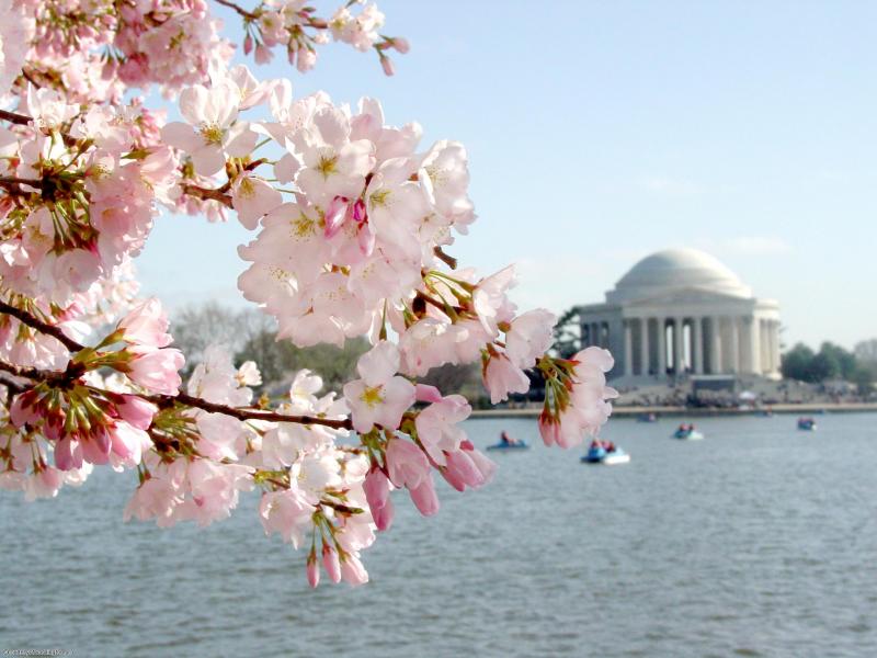 Le Jefferson Memorial à Washington pendant la saison des cerisiers en fleurs
